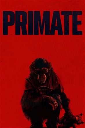 Primate